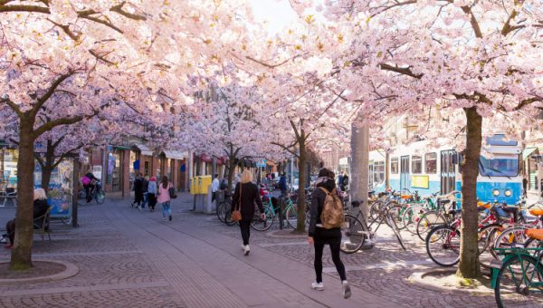 Att styra mot social hållbarhet. Blommande körsbärsträd i Göteborg.