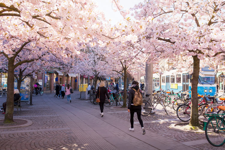 Att styra mot social hållbarhet. Blommande körsbärsträd i Göteborg.