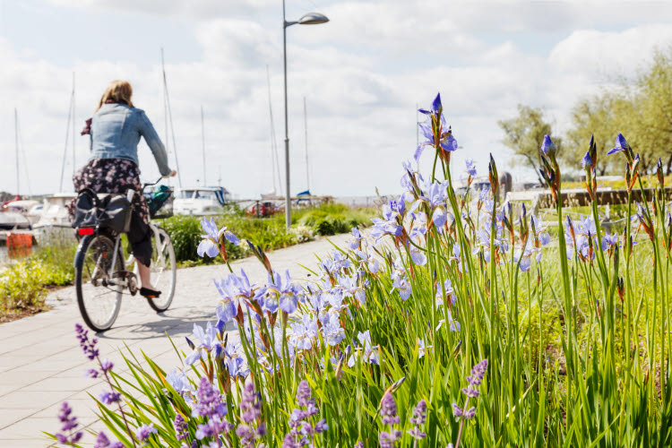 Regionernas integrerade hållbarhetsperspektiv. Cyklist och blommor vid en hamn