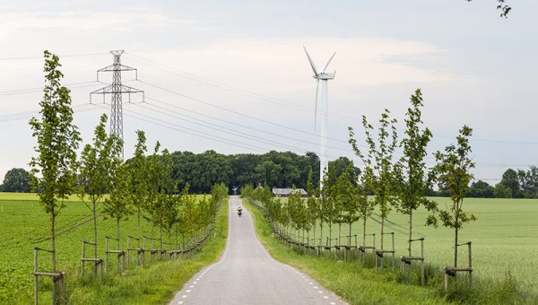 Allé av unga träd längs landsväg, vindsnurra och kraftledningsstolpe i fjärran